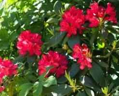 Rhododendron 'Wilgen's Ruby'
