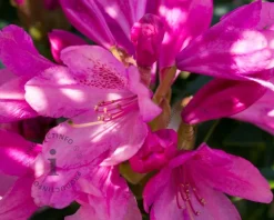 Rhododendron 'Wine and Roses'