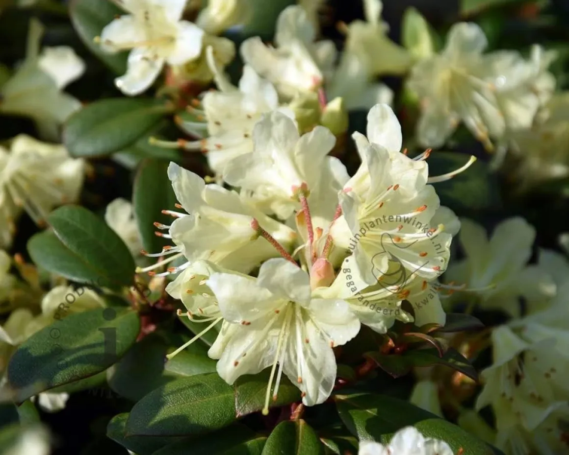 Rhododendron 'Wren'