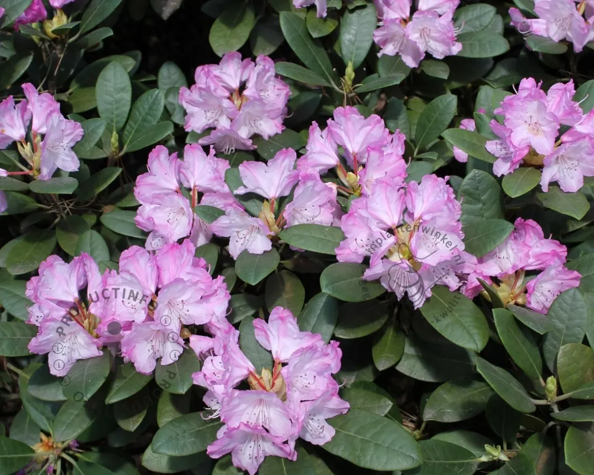 Rhododendron yakushimanum 'Caroline Allbrook'