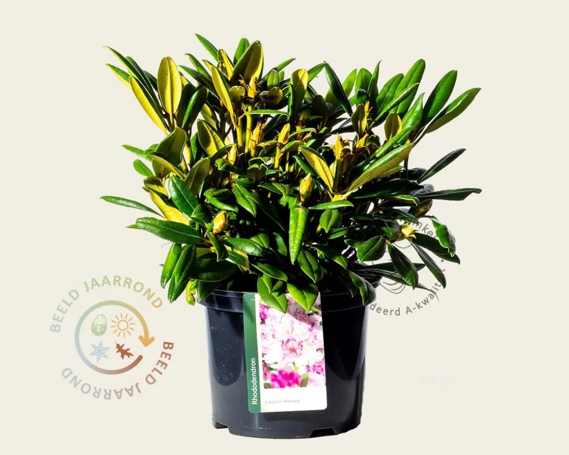 Rhododendron yakushimanum 'Caroline Allbrook'