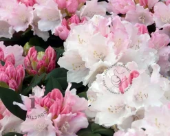Rhododendron yakushimanum 'Dreamland'