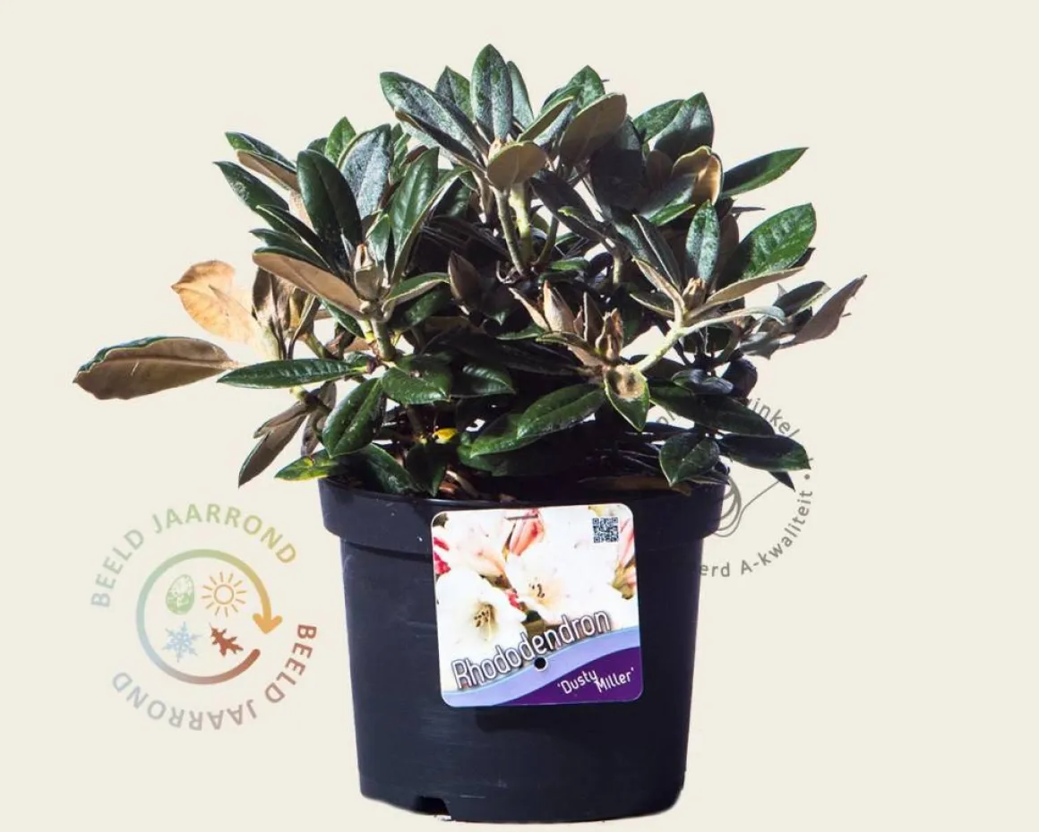 Rhododendron yakushimanum 'Dusty Miller'