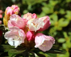 Rhododendron yakushimanum 'Dusty Miller'