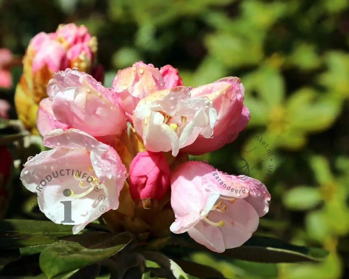 Rhododendron yakushimanum 'Dusty Miller'