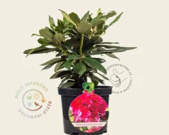 Rhododendron yakushimanum 'Fantastica'