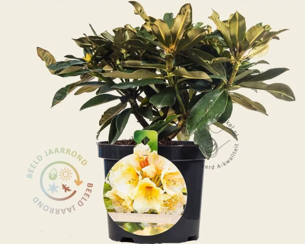 Rhododendron yakushimanum 'Flava'