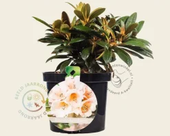 Rhododendron yakushimanum 'Grumpy'