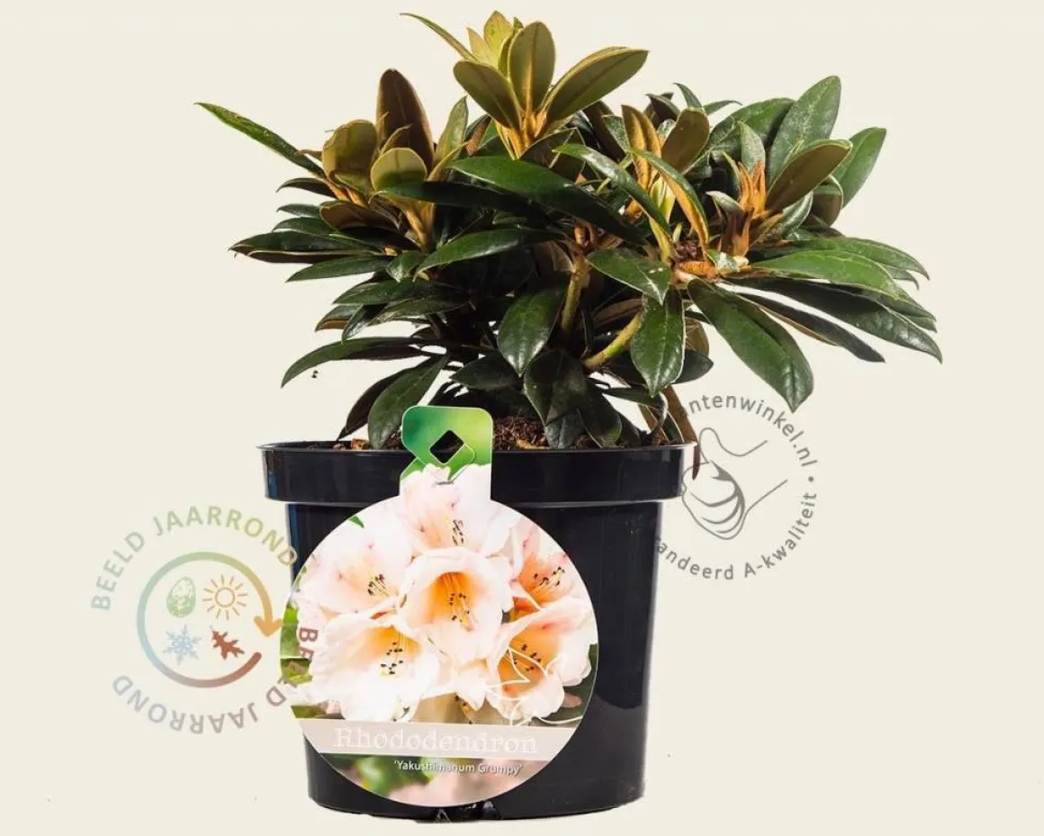 Rhododendron yakushimanum 'Grumpy'