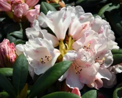 Rhododendron yakushimanum 'Grumpy'