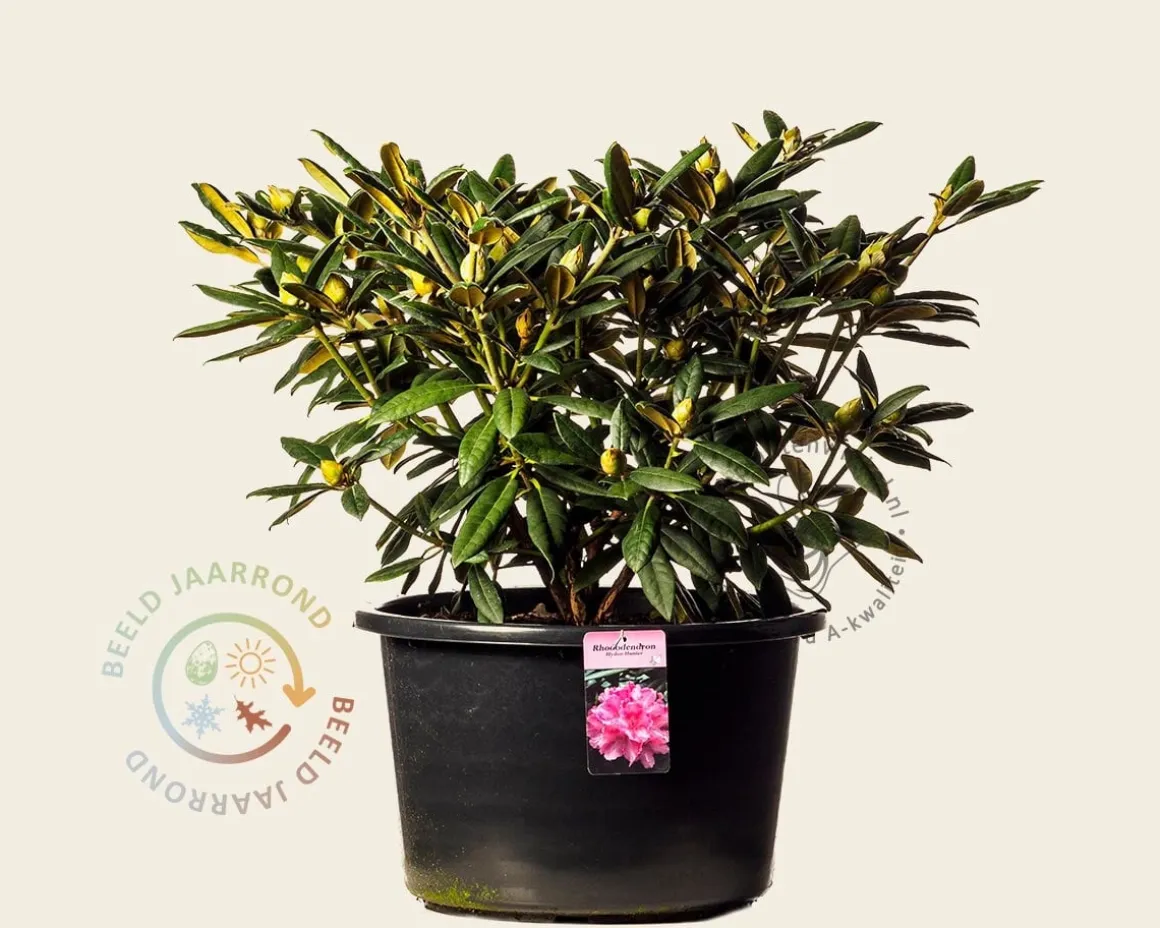 Rhododendron yakushimanum 'Hydon Hunter'