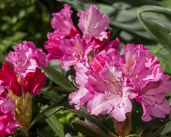 Rhododendron yakushimanum 'Kalinka'