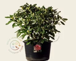 Rhododendron yakushimanum 'Percy Wiseman'