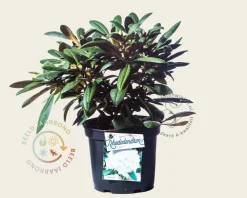 Rhododendron yakushimanum 'Porzellan'