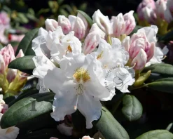 Rhododendron yakushimanum 'Porzellan'