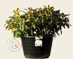Rhododendron yakushimanum 'Porzellan'