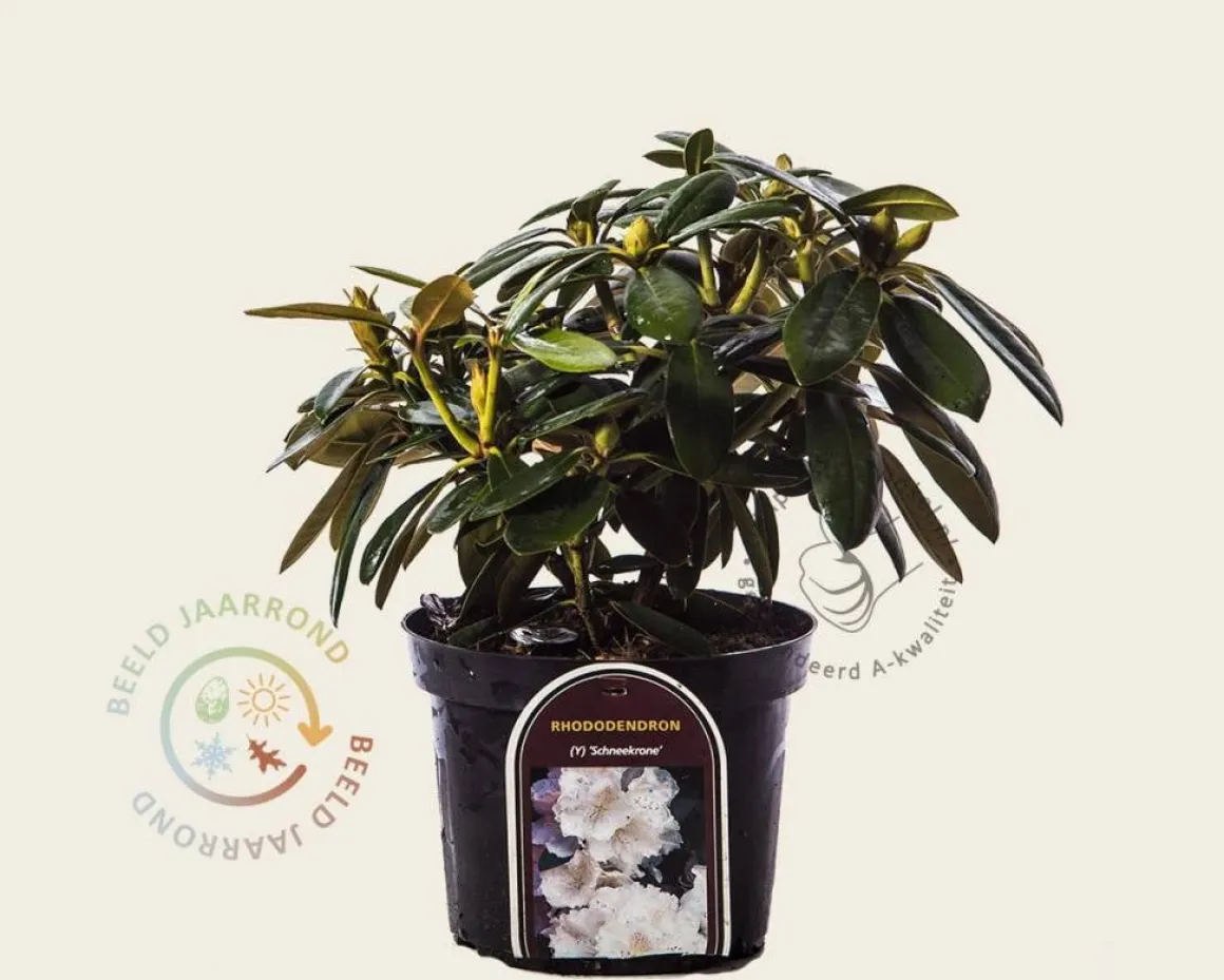 Rhododendron yakushimanum 'Schneekrone'