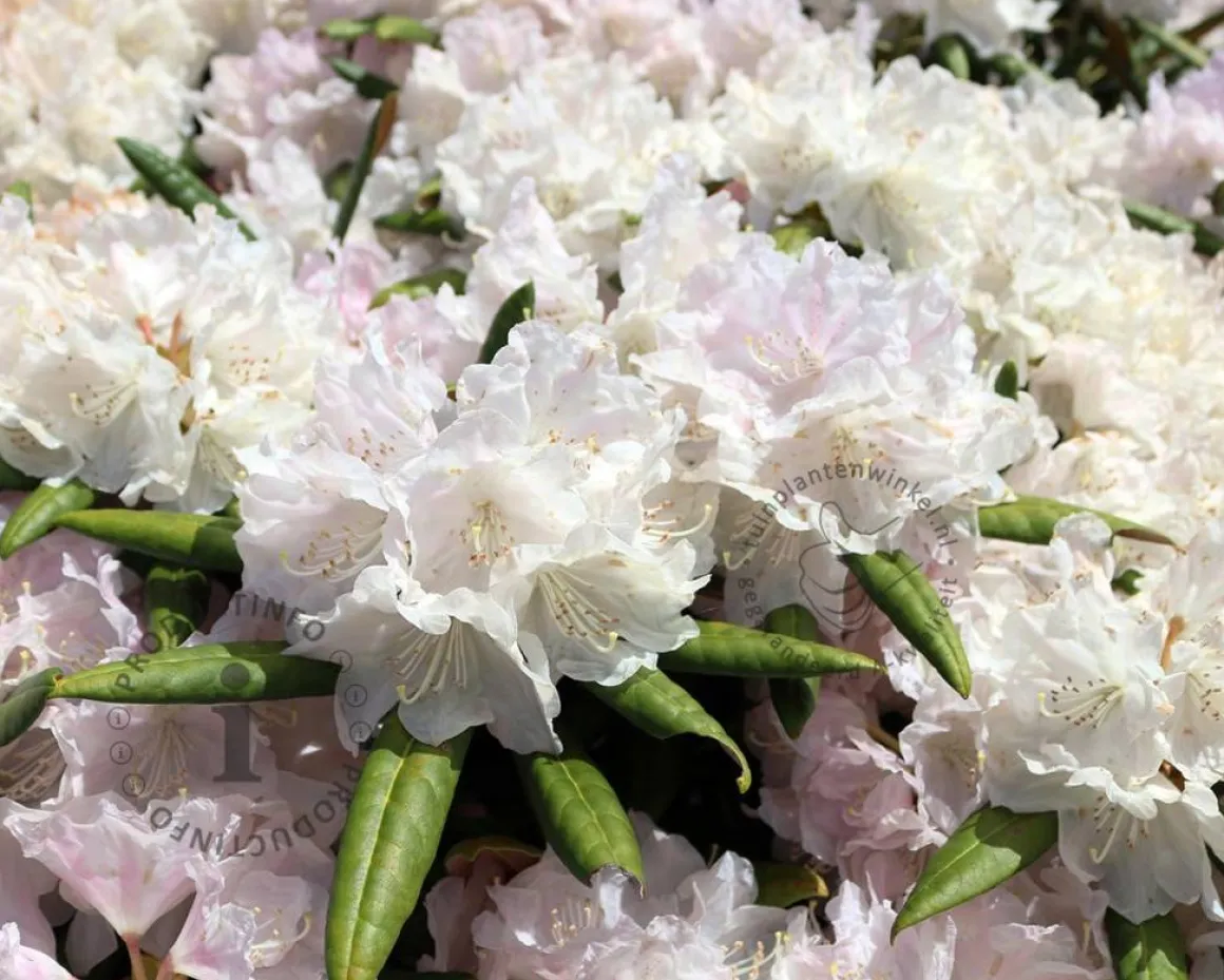 Rhododendron yakushimanum 'Schneekrone'