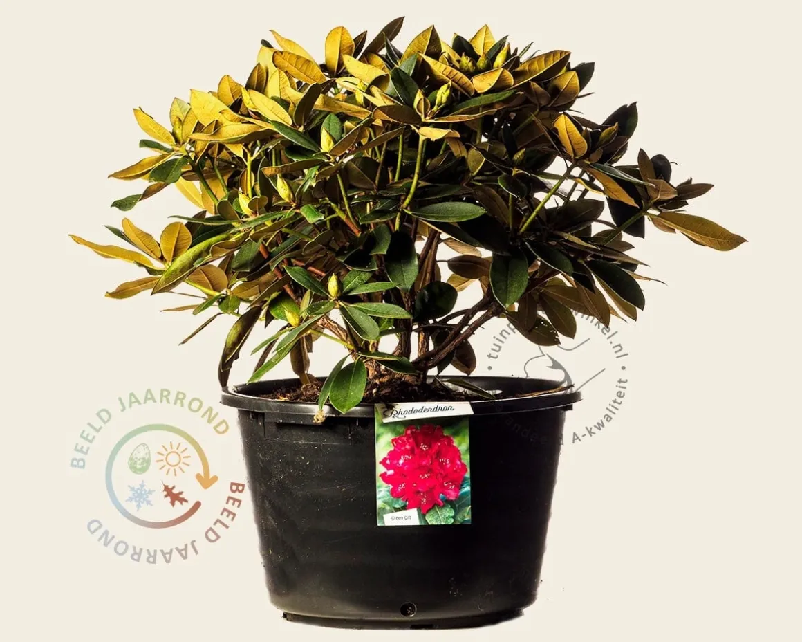 Rhododendron yakushimanum 'Vollblut'