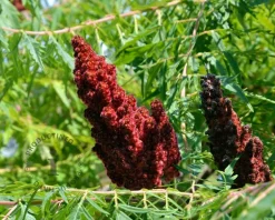 Rhus glabra 'Laciniata' - XL