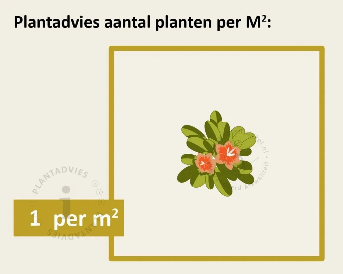 Rhus glabra 'Laciniata' - XL