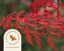 Rhus glabra 'Laciniata' - XL