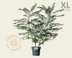 Rhus glabra 'Laciniata' - XL