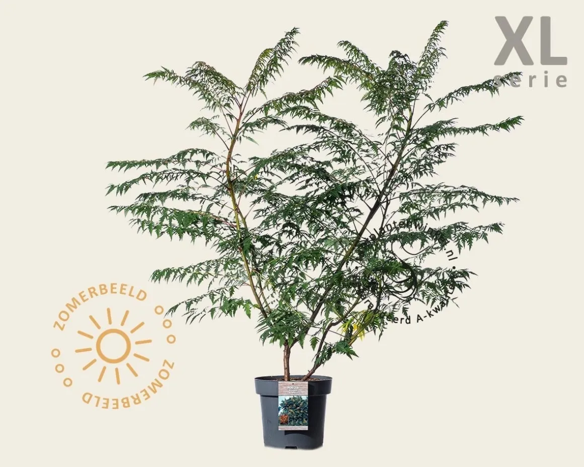 Rhus glabra 'Laciniata' - XL