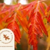 Rhus typhina 'Dissecta' - XL