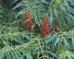 Rhus typhina 'Dissecta' - XL