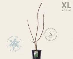 Rhus typhina 'Dissecta' - XL