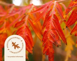 Rhus typhina 'Dissecta' - XL+