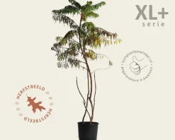 Rhus typhina 'Dissecta' - XL+