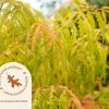 Rhus typhina 'Golden Selection' - XL