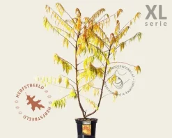 Rhus typhina 'Golden Selection' - XL