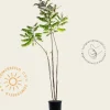 Rhus typhina - meerstammig