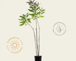 Rhus typhina - meerstammig