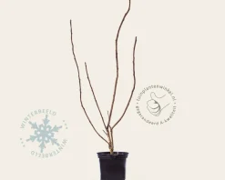 Rhus typhina - meerstammig