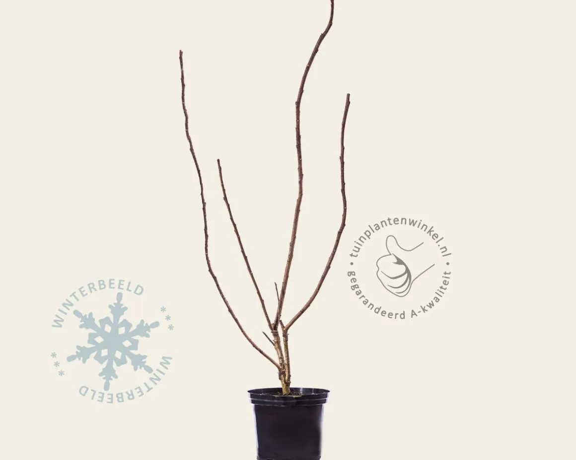 Rhus typhina - meerstammig