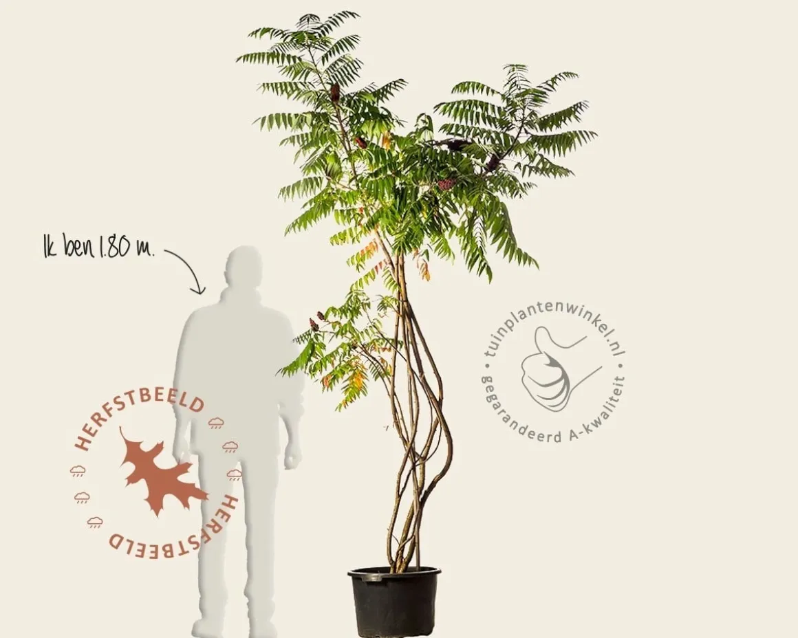 Rhus typhina - meerstammig