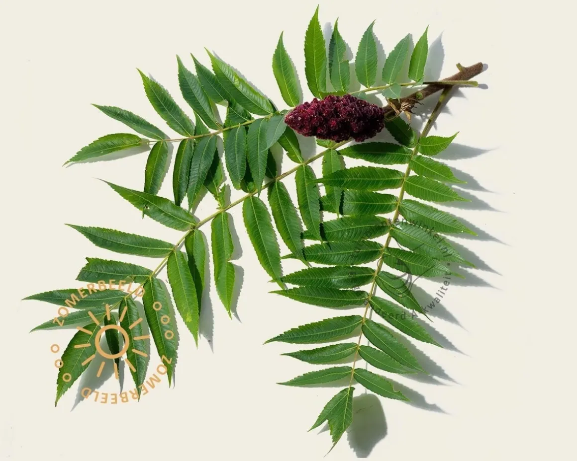 Rhus typhina - meerstammig