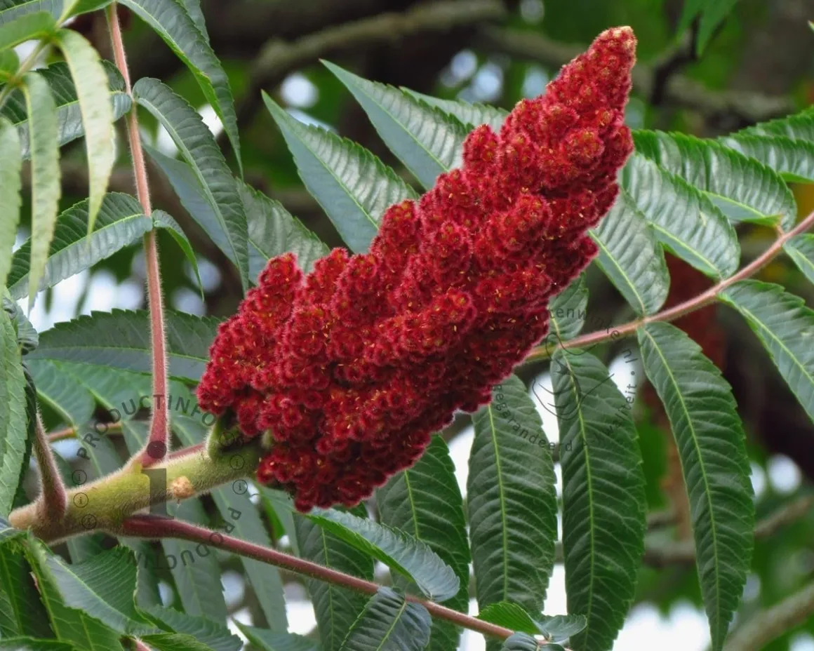 Rhus typhina - meerstammig