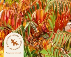 Rhus typhina - meerstammig
