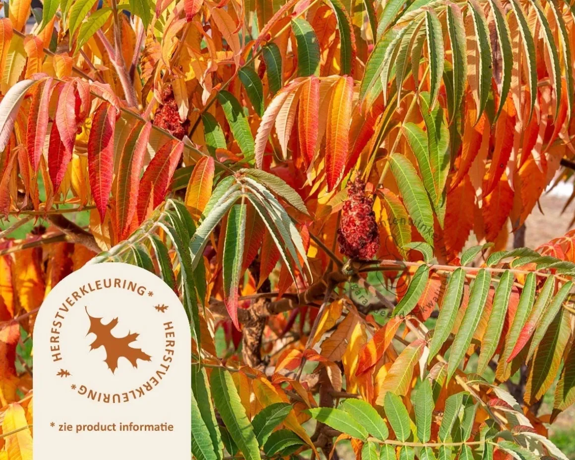 Rhus typhina - meerstammig