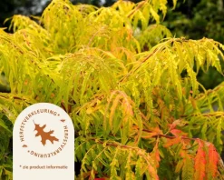 Rhus typhina 'Tiger Eyes' - XL