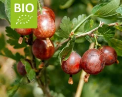 Ribes Easycrisp 'Lady Late' - BIO