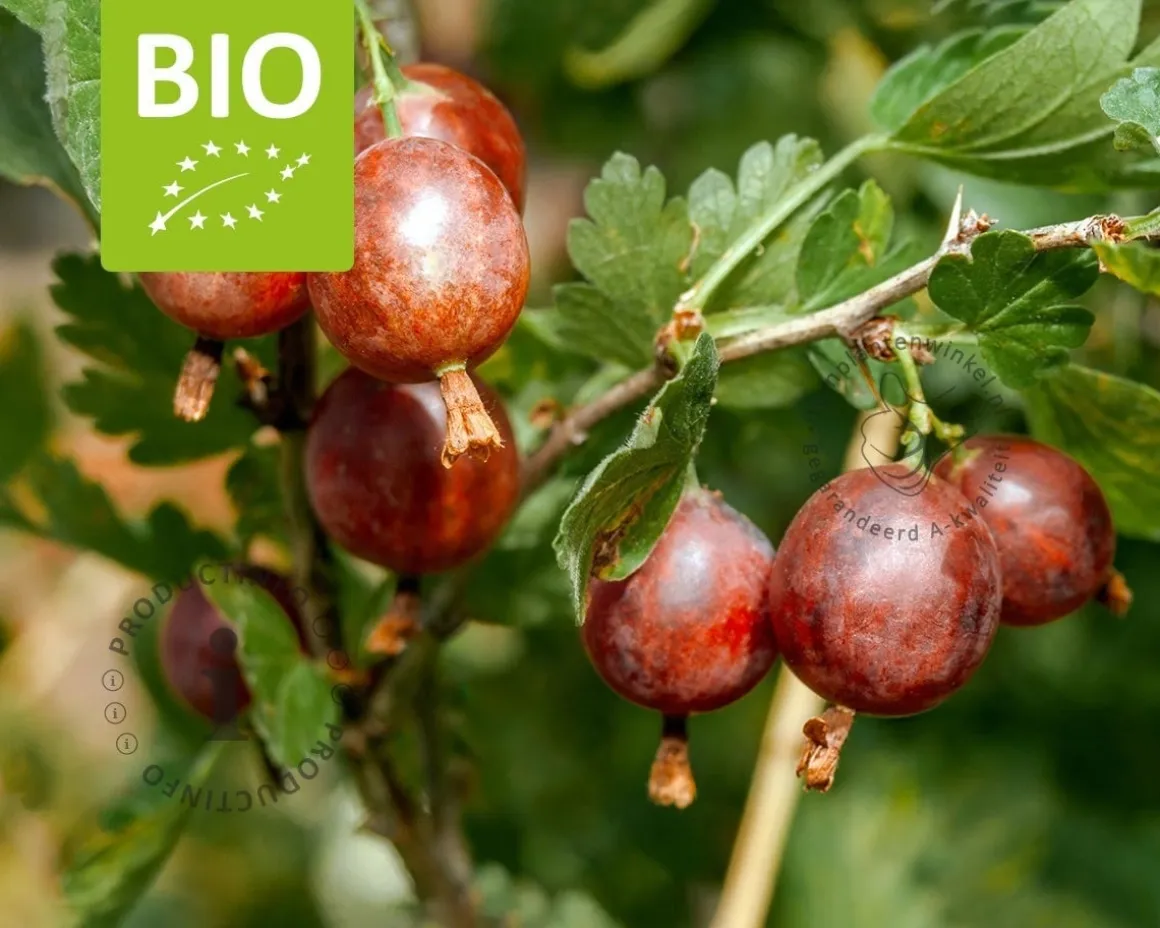 Ribes Easycrisp 'Lady Late' - BIO