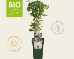 Ribes Easycrisp 'Lady Late' - BIO