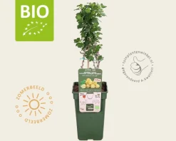 Ribes Easycrisp 'Lady Sun' - BIO