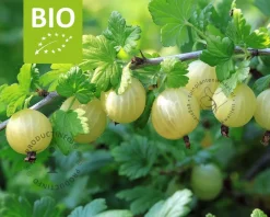 Ribes Easycrisp 'Lady Sun' - BIO